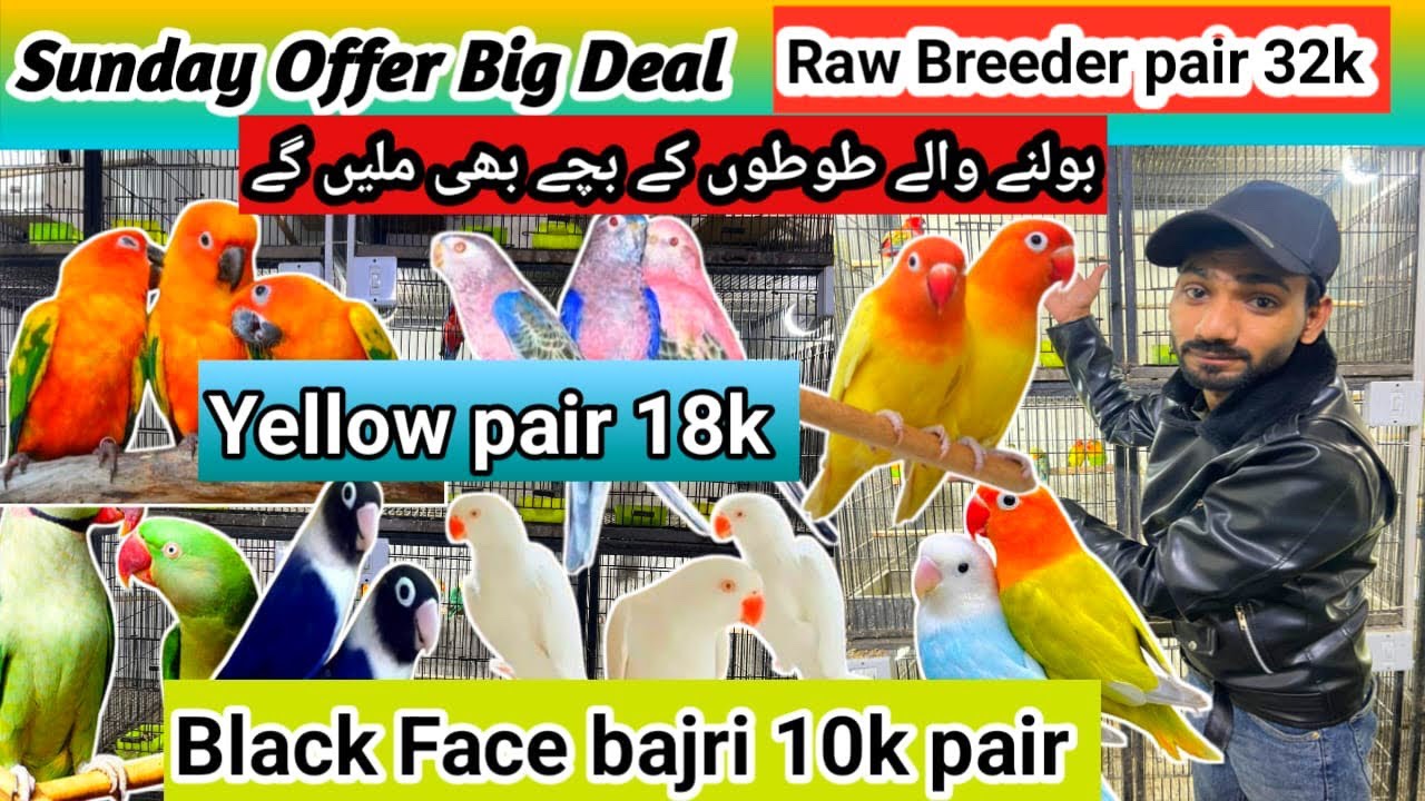 Sunday Ky Big Offer Raw Hand Tame pair 35k 😍 black Face Bajri yellow ring neck pair 18k ❤️Lahore 