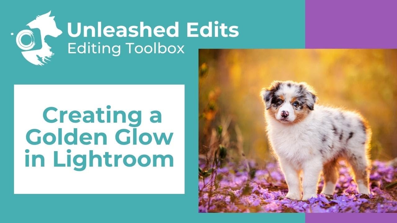 Dog Photography Editing Toolbox: Creating a Golden Glow in Lightroom
