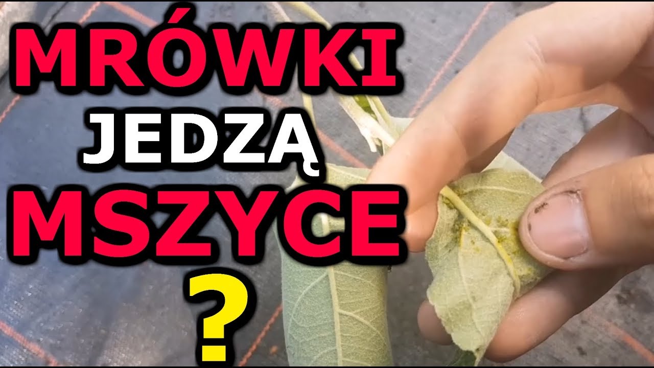 Mr&oacute;wki zjadają mszyce? A może je hodują?