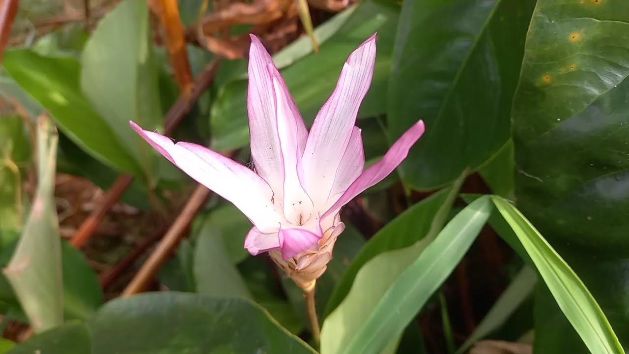 Beautiful Flower😍😍😍