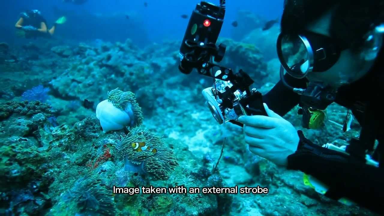 （Short version）Educational video 