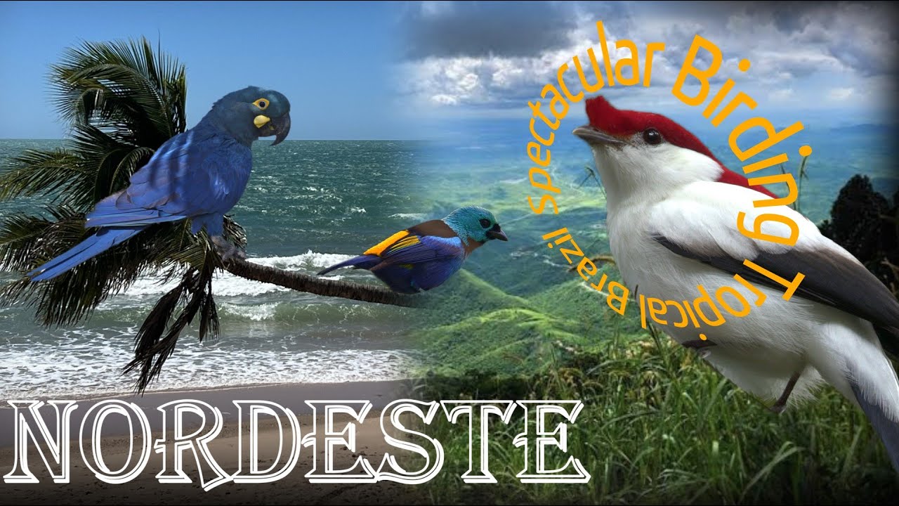 Northeast Brazil's Birds: Seven-Colored Tanager to Lear's Macaw @SPECTACULAR BIRDING TROPICAL BRAZIL