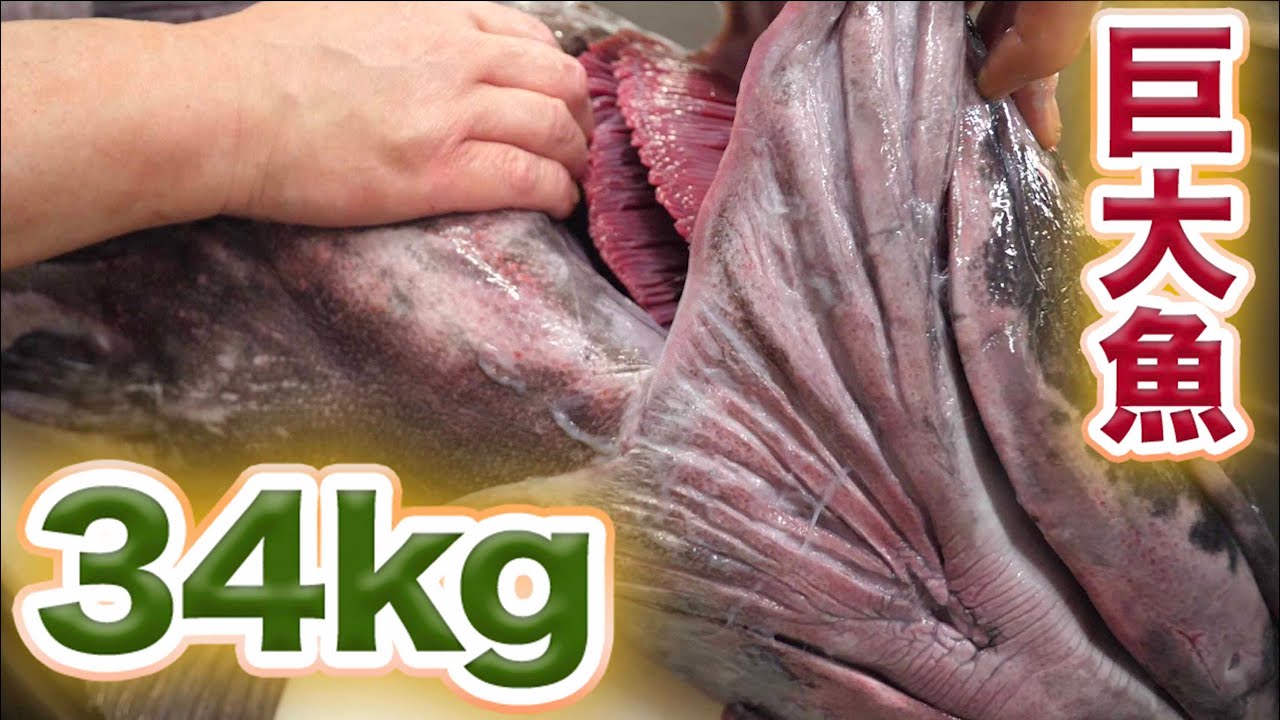 34Kg巨大魚【閲覧食注意】食べると大変な事になる天然魚！！