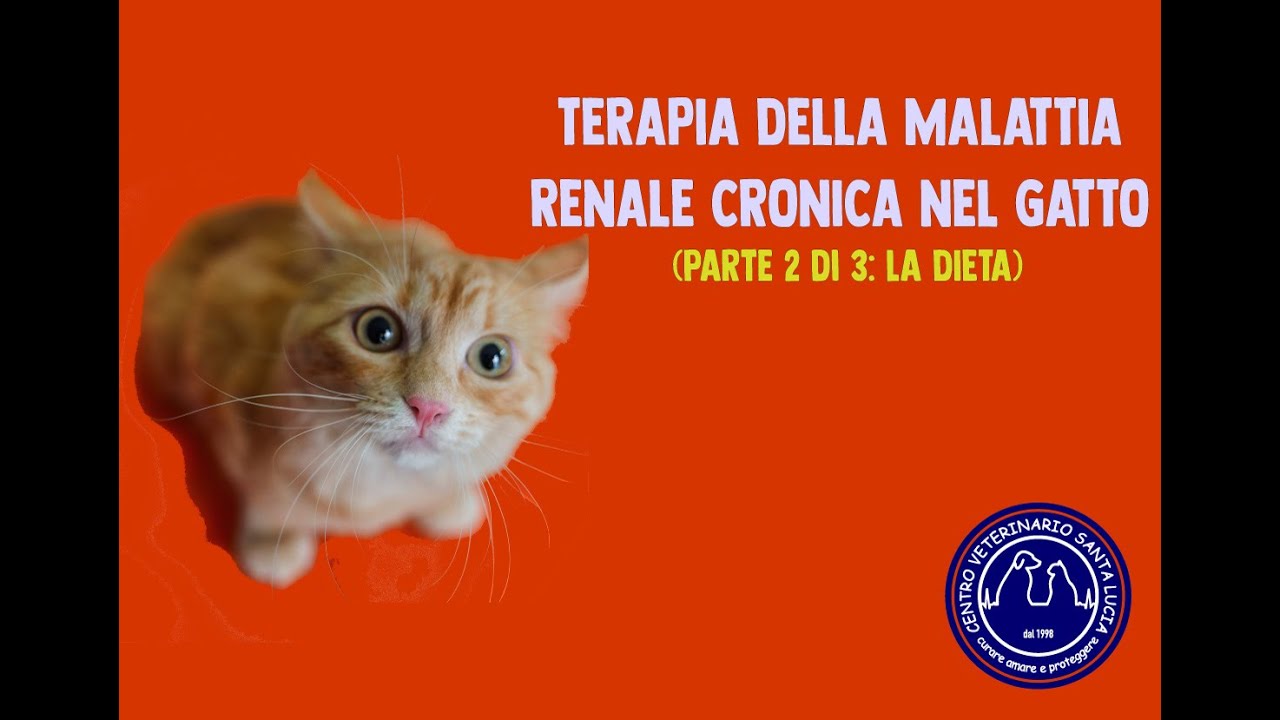 119 - TERAPIA DELLA MALATTIA RENALE CRONICA NEL GATTO (parte 2 di 3: la dieta)