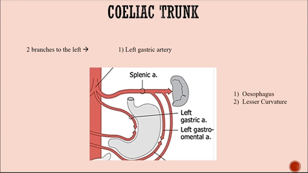 Arterial Supply of the Bowels