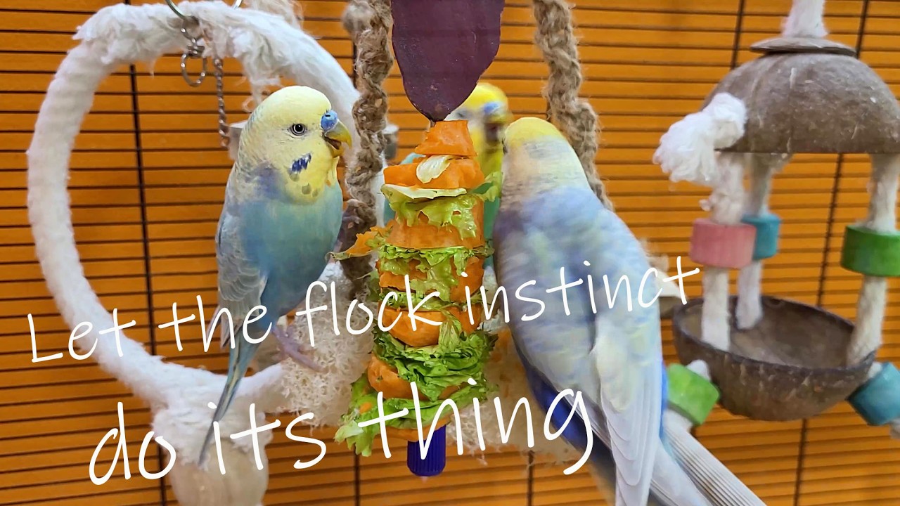 Your budgie doesn't eat vegetables?  Happy budgie sounds and their example will help you