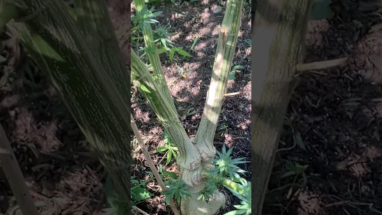Topping Outdoor Cannabis Plants pays huge dividends