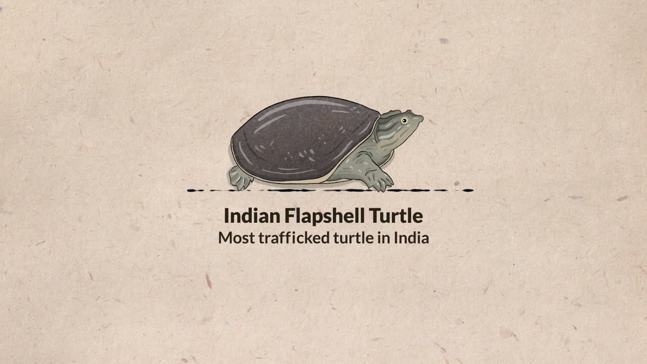 Indian Flapshell Turtle: Most trafficked turtle in India (English)