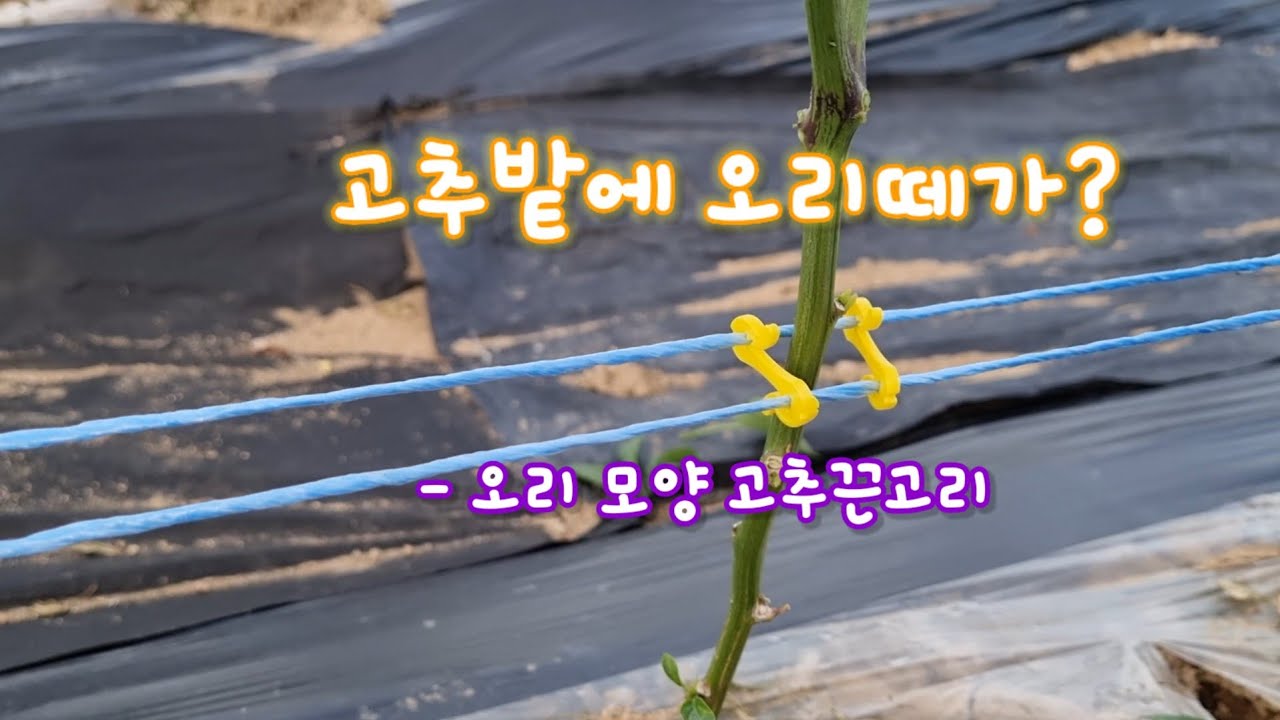 고추밭에 오리떼가? 