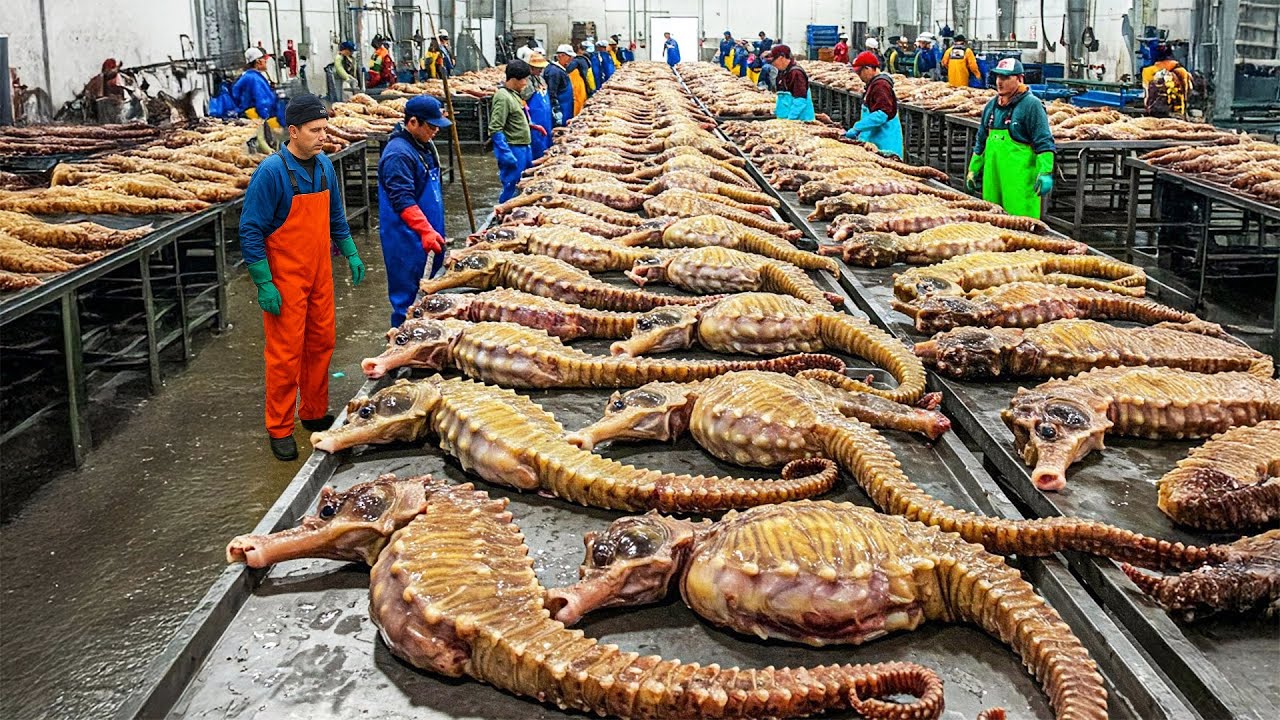 Unbelievable! One Farm Exports 500,000 Seahorses Every Year