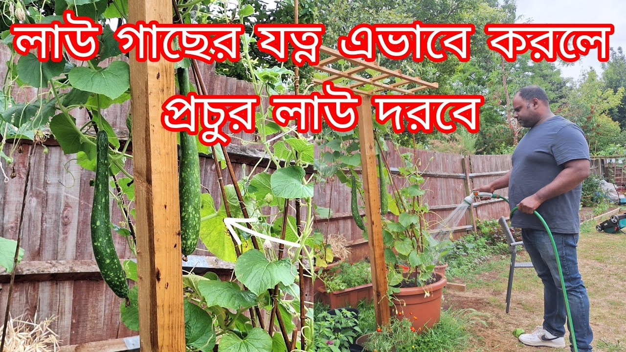 26 June 2025 কোন সার দিলাম বাংলা লাউ গাছে