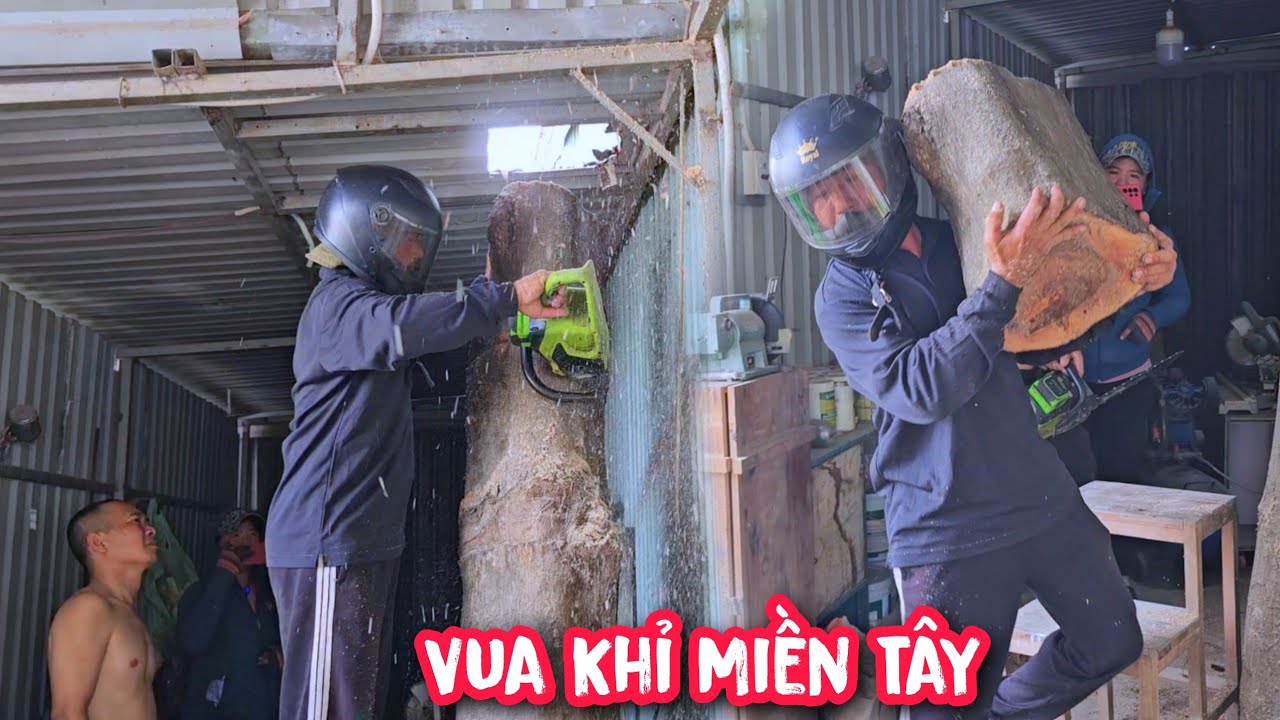 Vua khỉ cùng đồng nghiệp cưa hạ gốc cây Bàng nhớt nằm trong nhà.