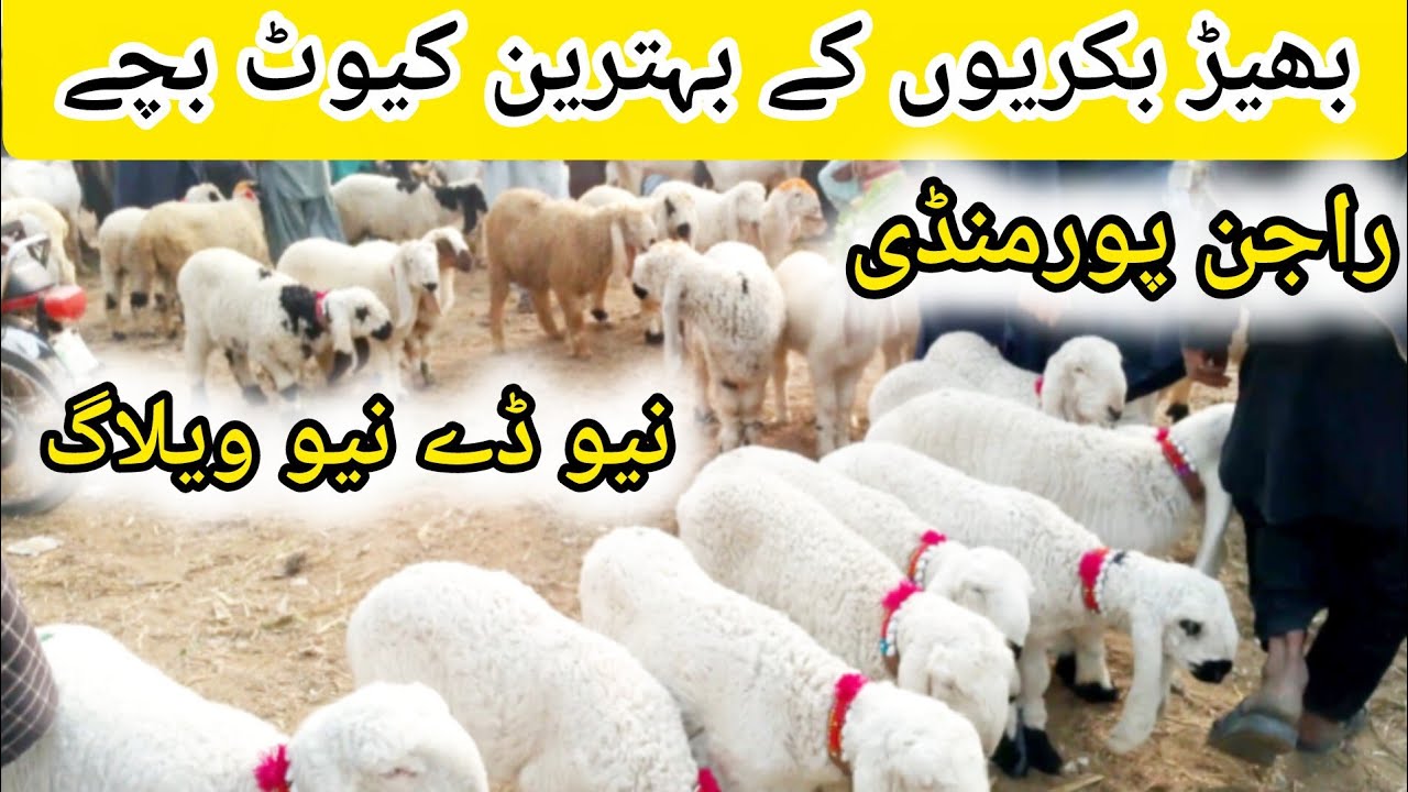 راجنپور منڈی میں کیوٹ بھیڑ بکریوں کے بہترین صحت مند بچے مناسب ریٹ میں | جانور منڈی ولاگز راجنپور
