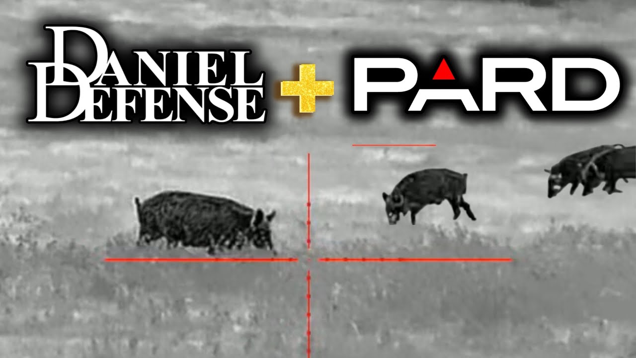 HOG HUNTING with 556 and the PARD ocelot 
