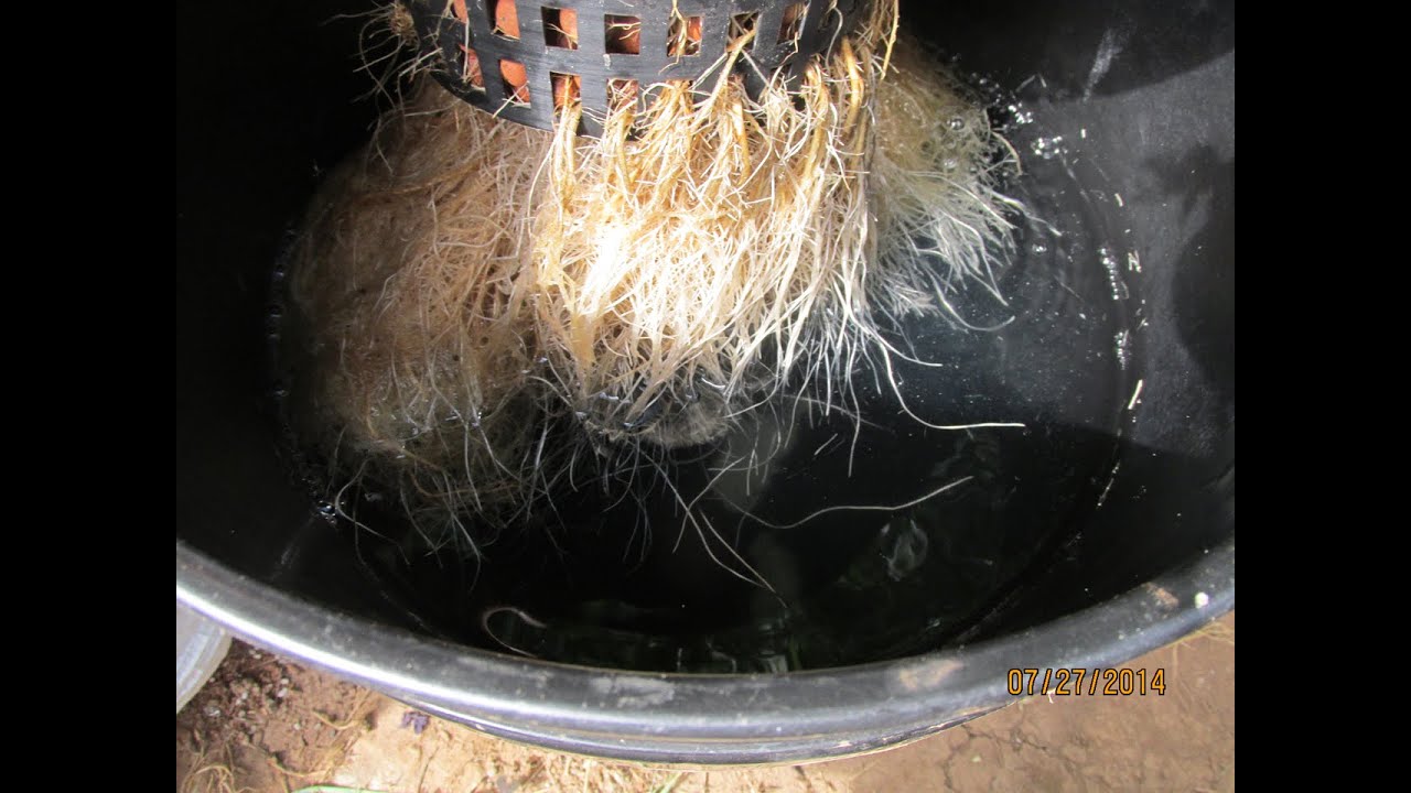Get Rid of Pythium Root Rot With H202
