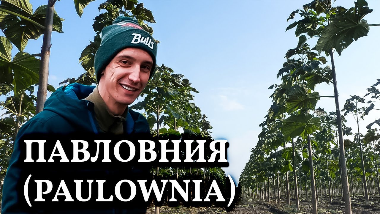 Павловния // Алюминиевое дерево или нефтяная скважина на участке?