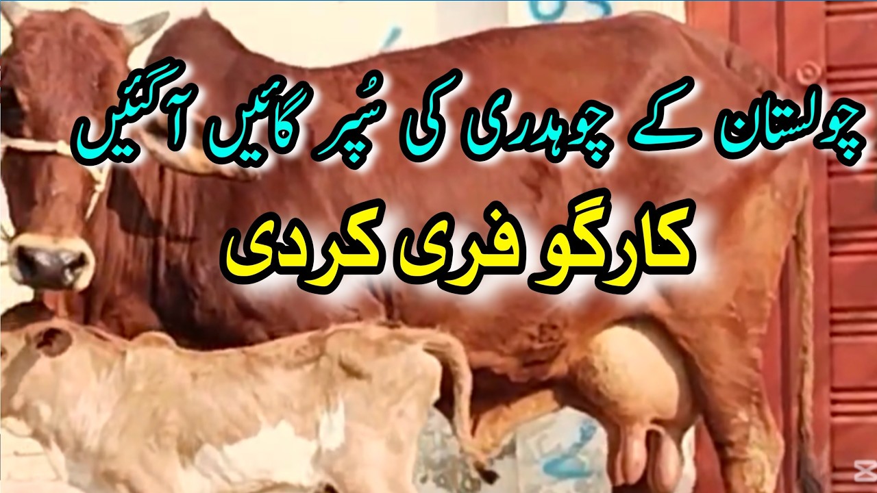 PURE SAHIWAL AUR CHOLISTANI CRUSE COWS FOR SALE NEAR MADRASSA MANDI BAHAWALNGER || Dairy Farming