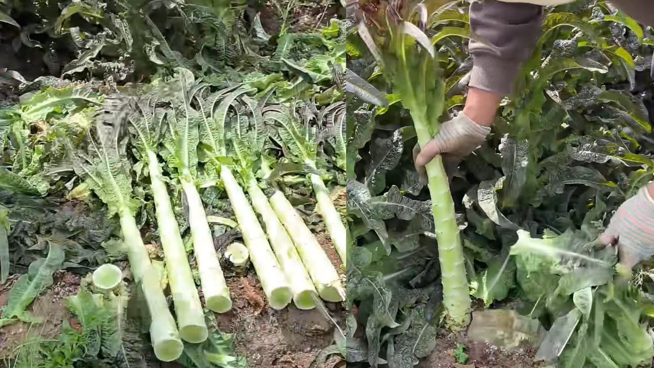 Cooking food live streaming, Harvest  vegetable and sell them in town for money.  #food