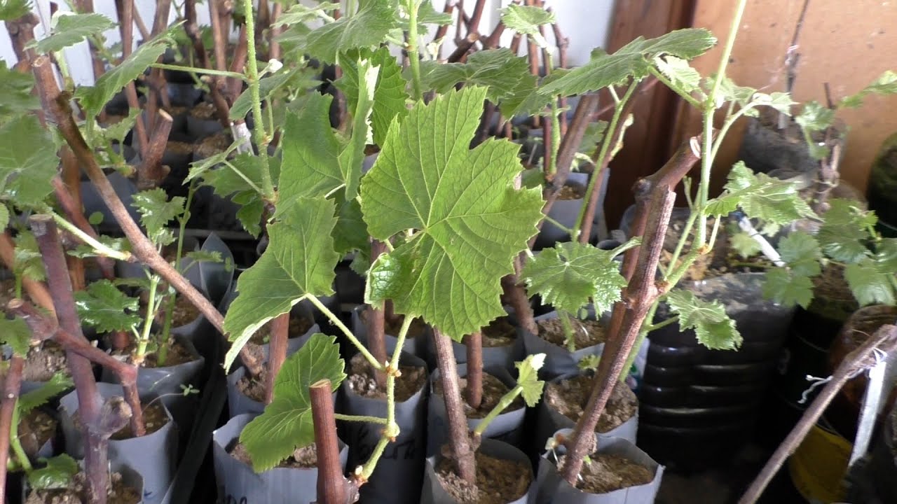 Начинаем проращивать черенки? Стоп! Оптимальные сроки укоренения