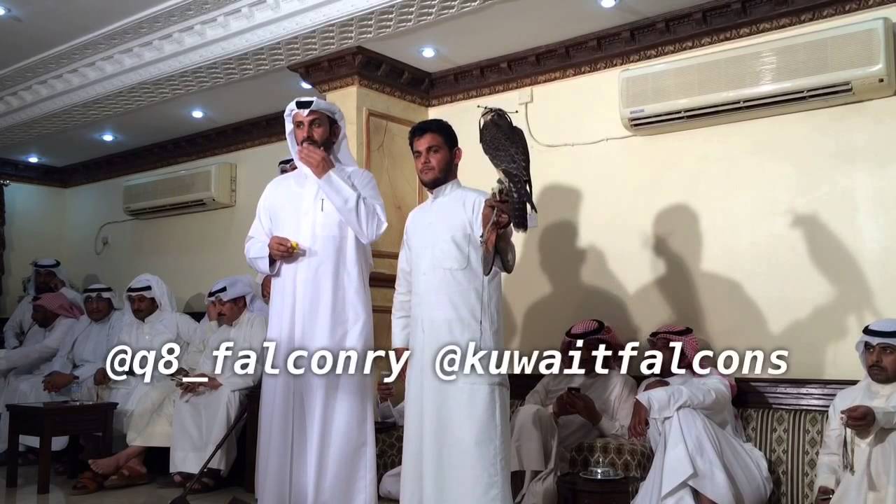مزاد شيهانة فرخة وافيه طرح السعودية مكتب هاشم الصليلي بيع 17100 دينار