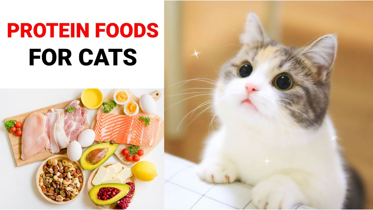Top 10 Protein Foods for Cat || Cat Food || Cat Protein Foods