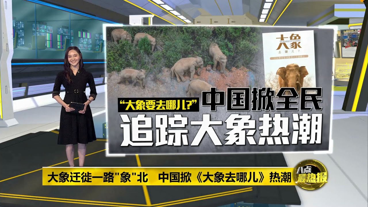 大象迁徙一路向北   中国全民争相围观 | 八点最热报 11/06/2021