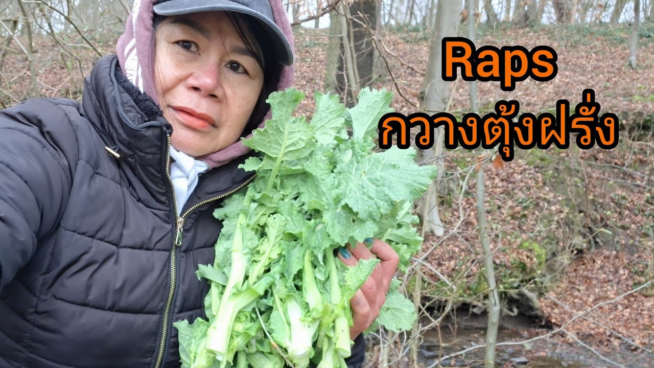 เก็บผักกวางตุ้ง1,000ไร่ก่อนจะไถกลบเสียดายงามๆเยอะมาก