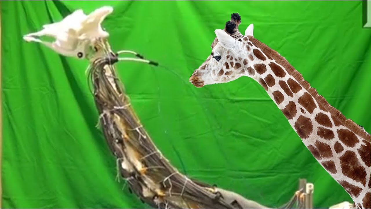 Musculoskeletal Robot Based on Anatomy of Giraffe Neck