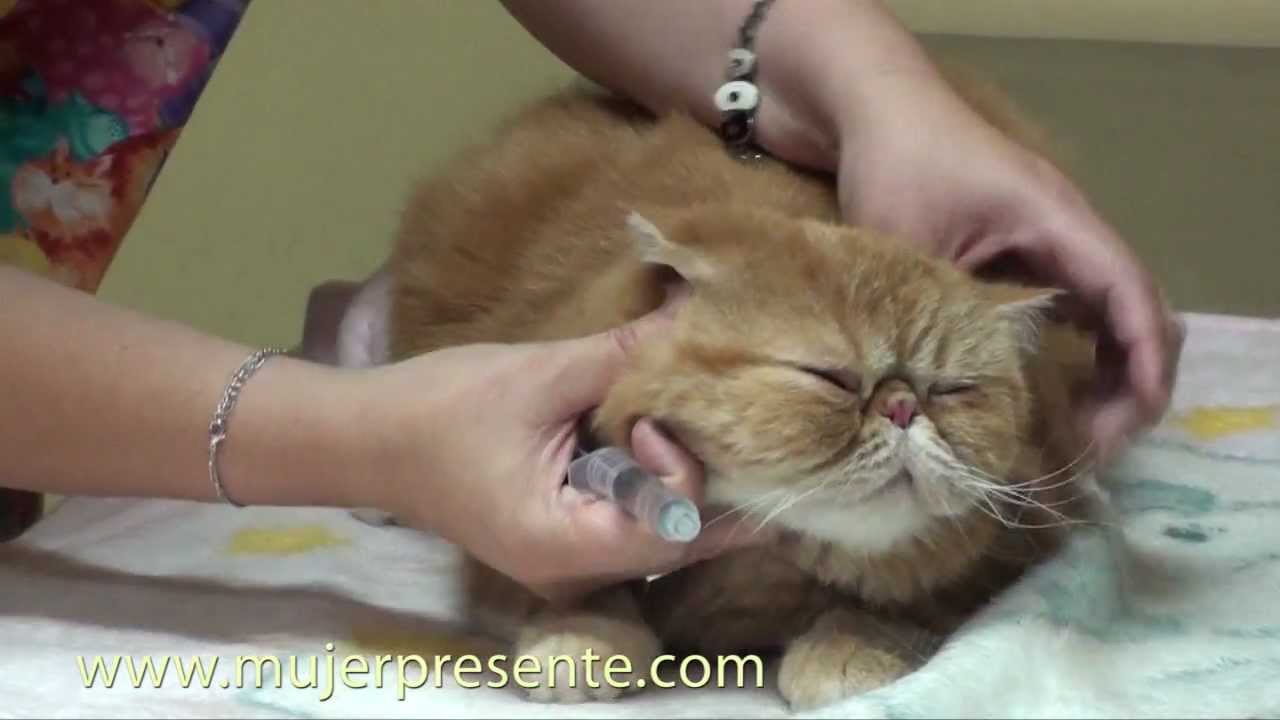 Gatos con la Dra. Lina Sanz, ¿Cómo dar un medicamento a un gato?