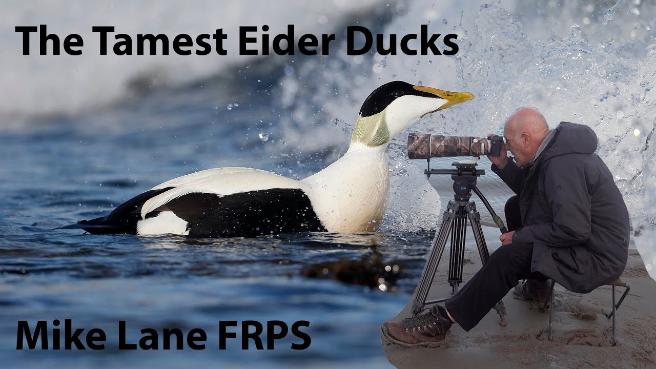 Getting close to Eider ducks.