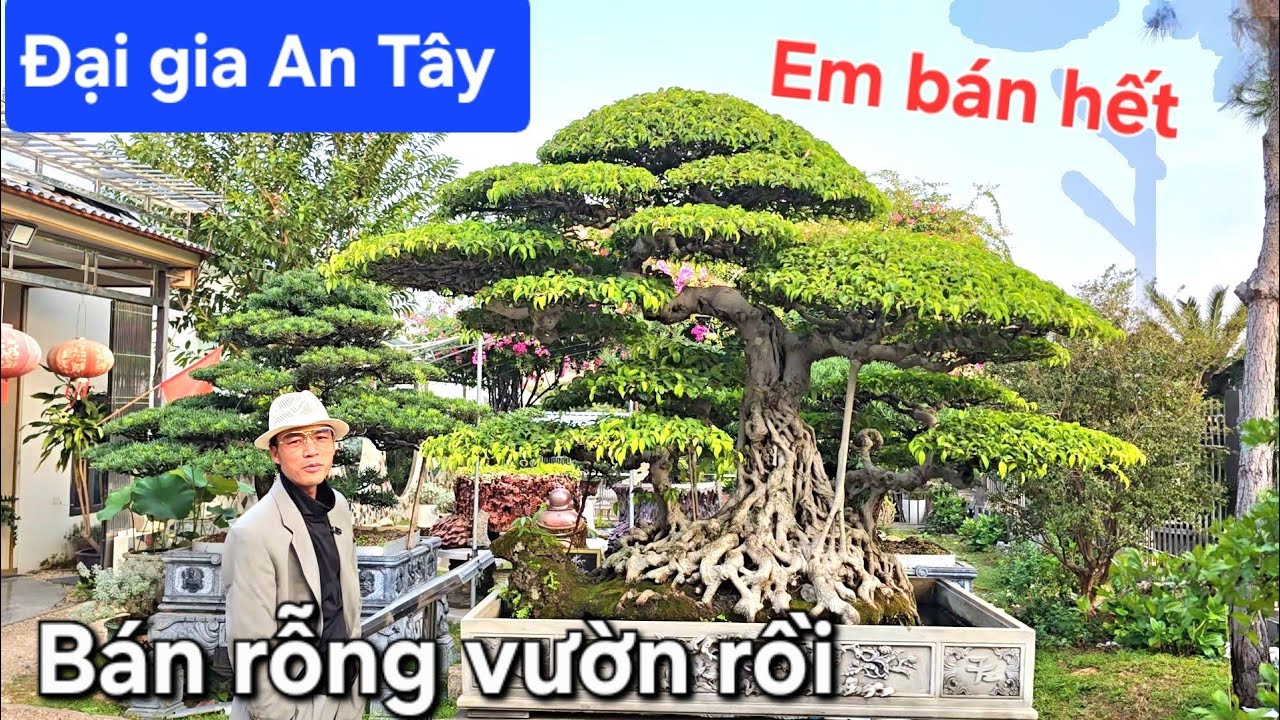 Đại gia An Tây bán rỗng vườn lại tiếp tục đi mua cây !.