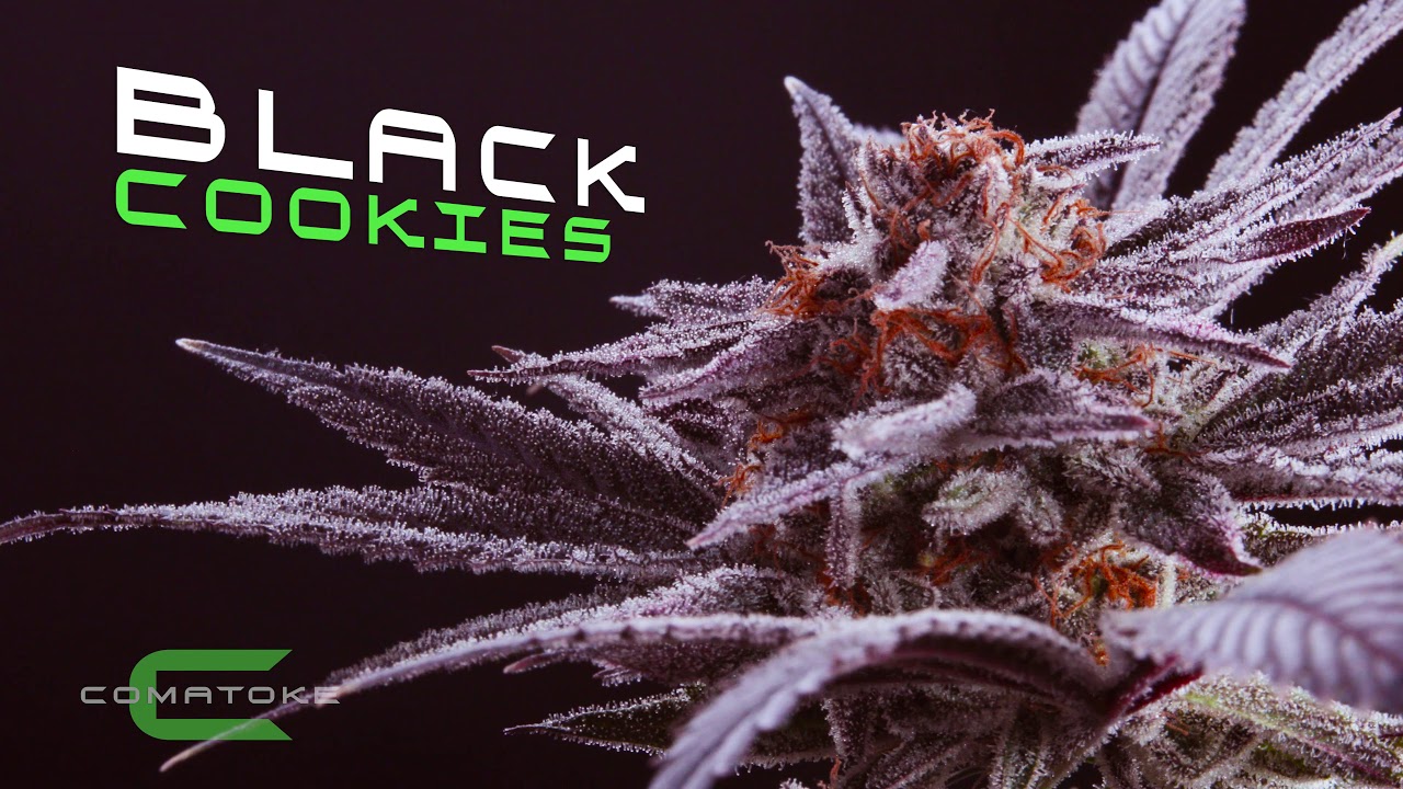 [4K MACRO TRICHOMES] Black Cookies by: Unknown