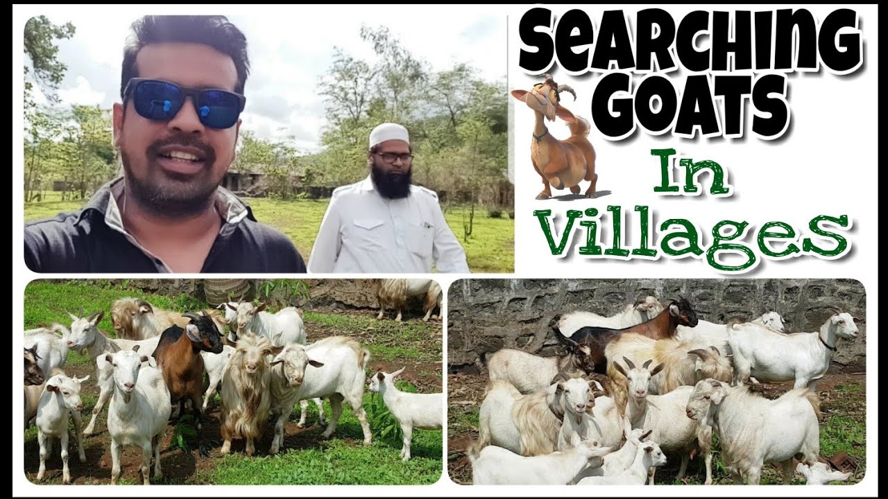 Searching Goats in 
Maharashtra Villages 
STAR GOATS FARM 
#Asif_std
