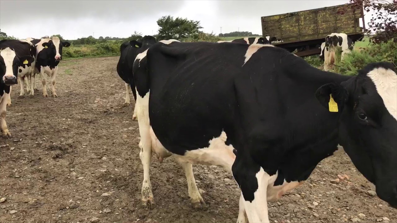 Tackling lungworm control in a grass based system