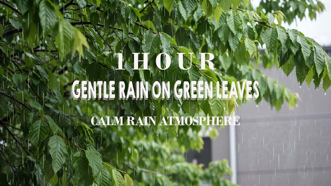 Gentle Rain on Green Leaves | Calm Rain Atmosphere for Relaxation and Rest