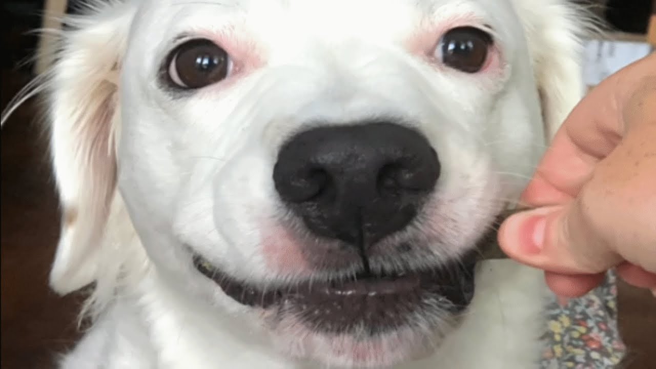A family dumped this dog in shelter because she was unwanted