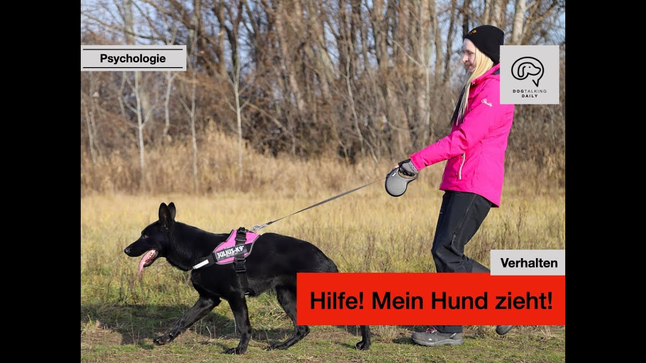 Daily Dogtalking - Hilfe! Mein Hund zieht und will überall hin