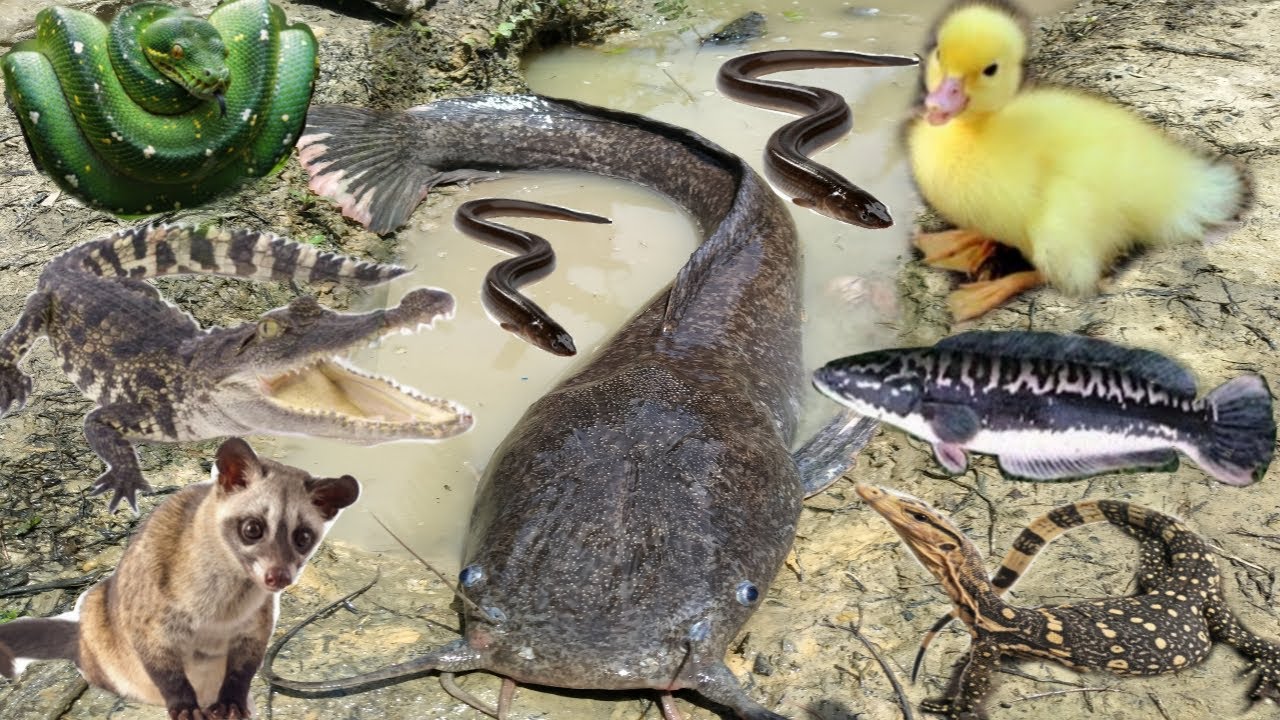 Wow Amazing! Tangkap ikan lele besar, belut, ikan toman, bebek, musang, kura-kura, biyawak, ular