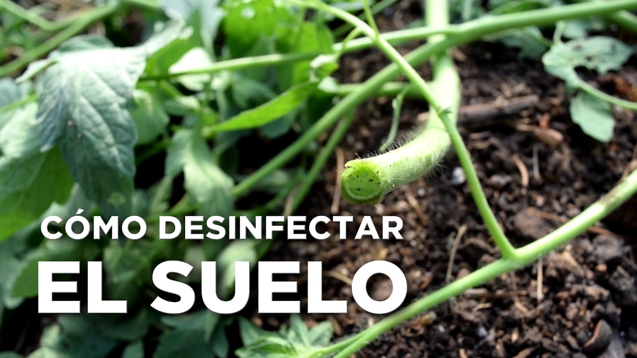 EVITEMOS EL MARCHITAMIENTO DEL TOMATE