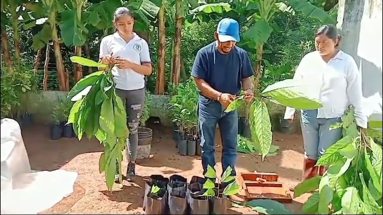 germinacion de vareta de CACAO