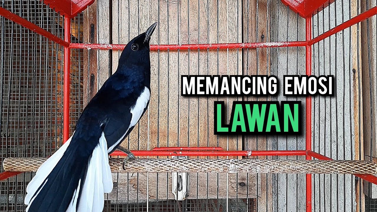 kacer gacor NGEPLONG tarung ini paling ampuh buat PANCINGAN KACER agar EMOSI