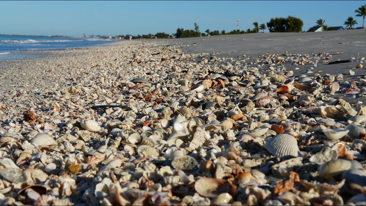 Post Storm Captiva Shelling. Finding a Super Rare SWFL Shell!