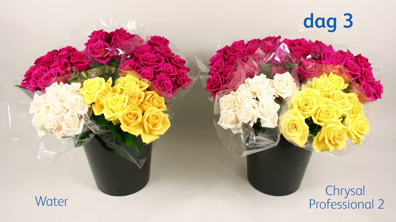 Verzorging van rozen met Chrysal oplossingen door de hele keten