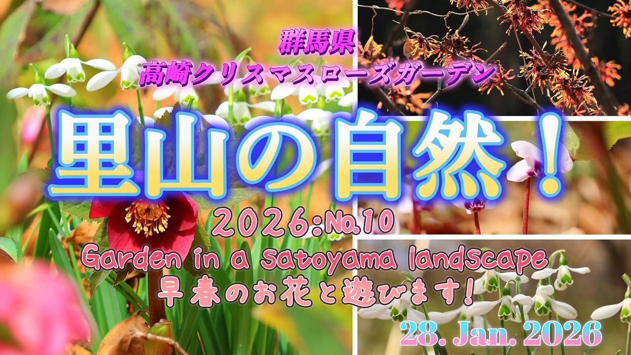 高崎クリスマスローズガーデン2026