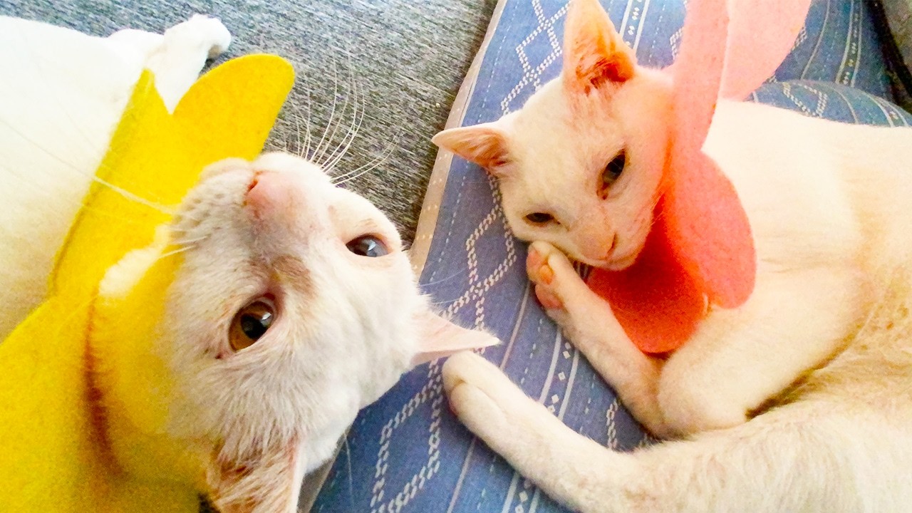 珍妙白猫コンビ、合体珍妙最終章　Final performance of the funny-cat-duo 