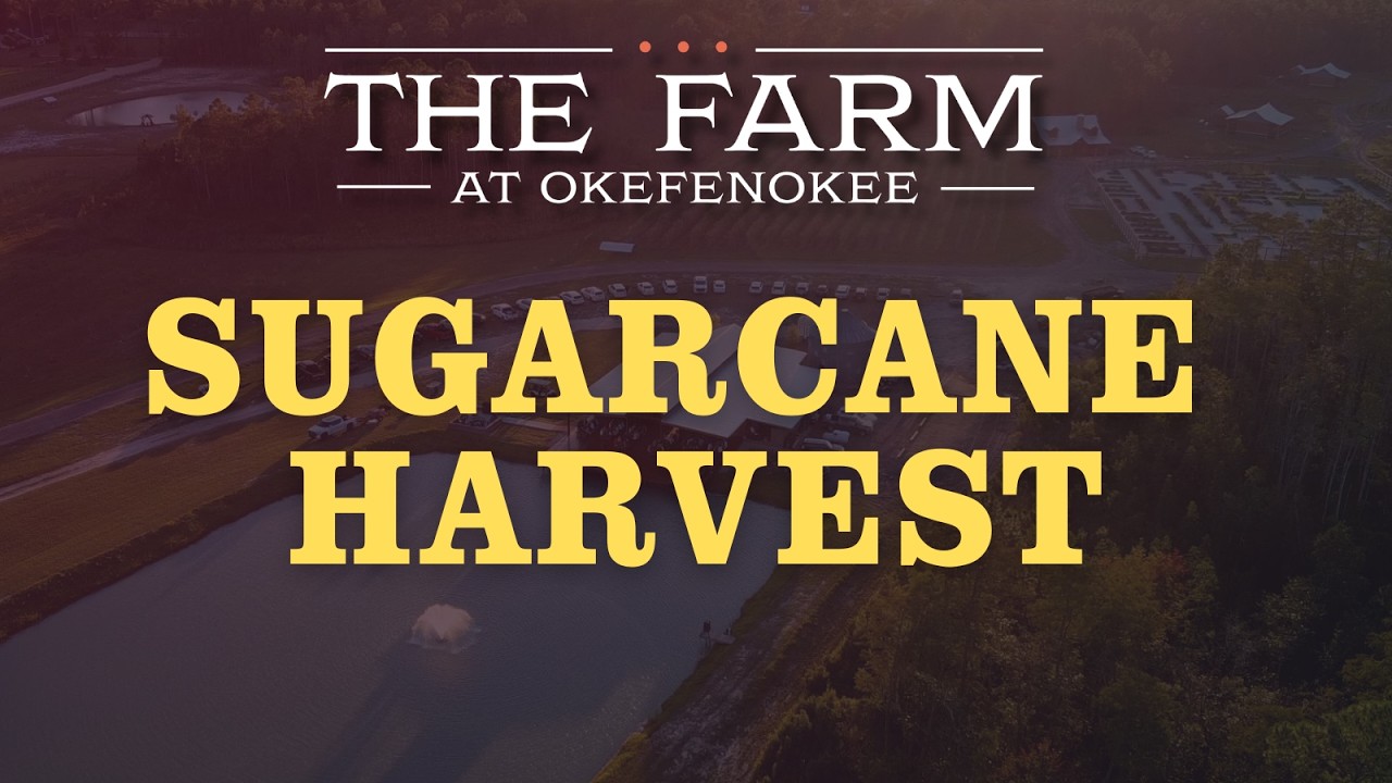 The Farm Sugarcane Harvest