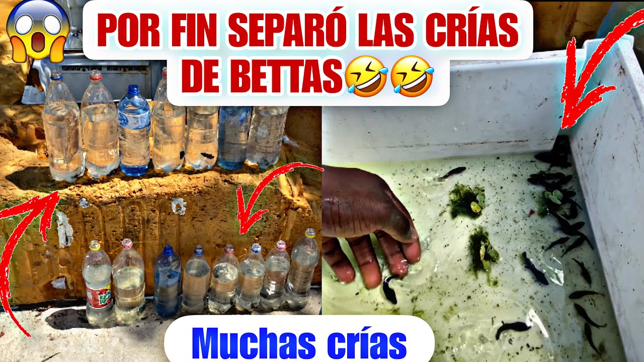SEPARANDO LAS CRÍAS DE BETTAS PITBULL ❌  POR FIN SEPARÓ MIS ALEVINES DE BETTAS PITBULL ❌
