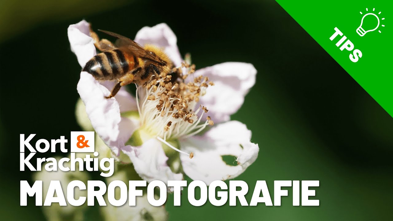 Buiten aan de slag met Macrofotografie - Kort & Krachtig - Kamera Express