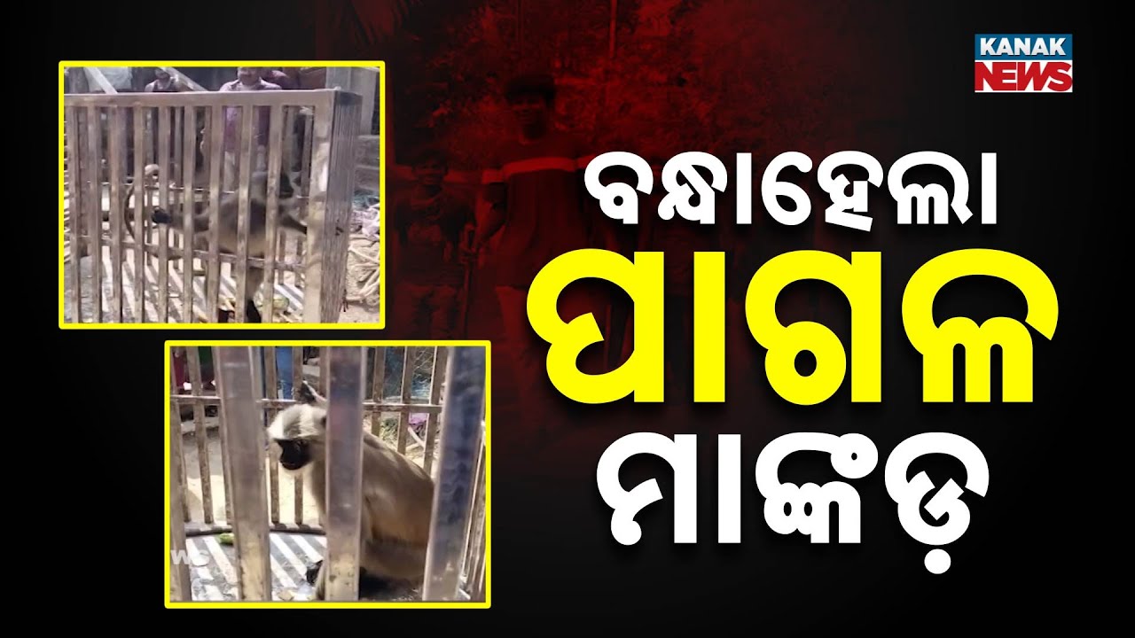 Terror Monkey Caught In Cage In Jajpur | Mad Monkey Injures 6, Village Relieved