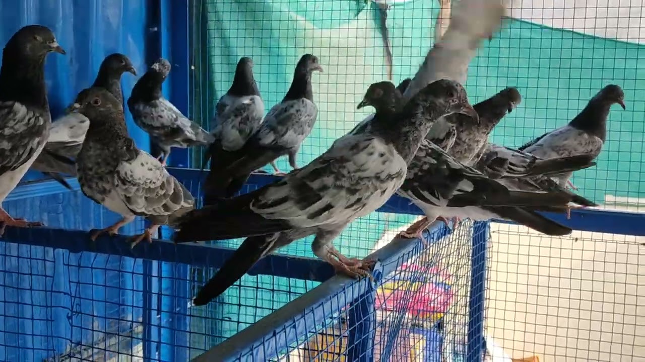 😎Teddy kamagar Dabwali malkapur mustakim pigeon loft ke video👍 📞👉(7378391992)#like#share#subscribe